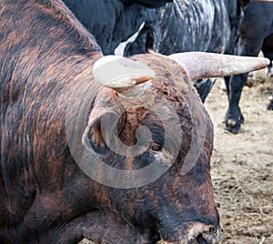 Rodeo bull