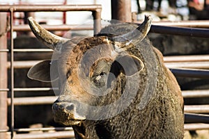 Rodeo bull