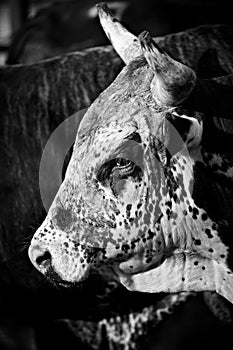 Rodeo bull b&w