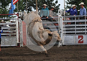 Rodeo bull bucking