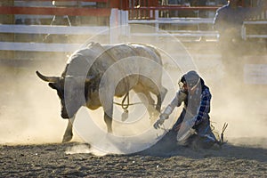 Rodeo Bull and Fallen Rider photo