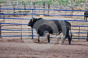 Rodeo bull in the fence ready for the event. Bryce Canyon National Park, Utah, USA