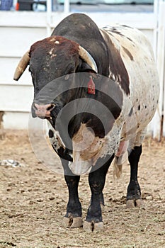 Rodeo Bull photo