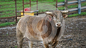 A rodeo bull out in a coral.