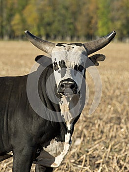 Rodeo Bull photo