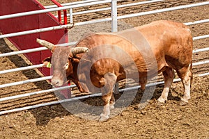 Rodeo bull in a pen waiting to perform in a rodeo. Wyoming, USA