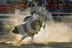 Rodeo Bull and Rider