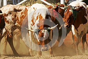 Rodeo bulls