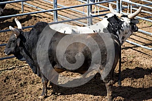 Rodeo bulls