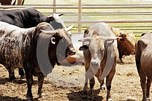 Rodeo Bulls