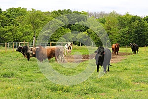 Rodeo Bulls out grazing the field At Cowtown photo