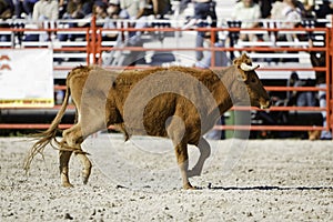 Rodeo Calf