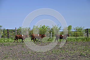 Rodeo cattle running in corral photo