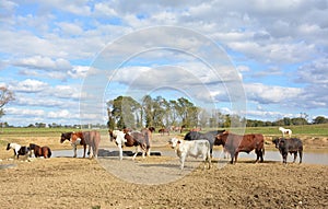 Rodeo cows and horses at the ranch water hole on a sunny day.