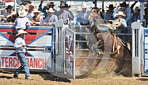 American Rodeo in Colorado