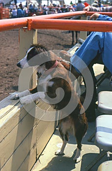 Rodeo Dog