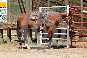 Rodeo Horse
