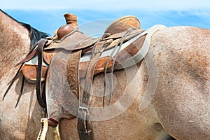 Rodeo horse details