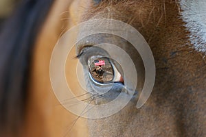 Rodeo horse with reflection in eye