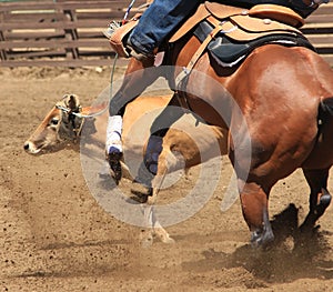 A rodeo horse roping a cow.