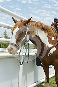 Rodeo horse, vertical