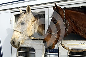 Rodeo Horses