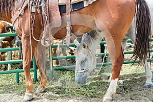 Rodeo horses