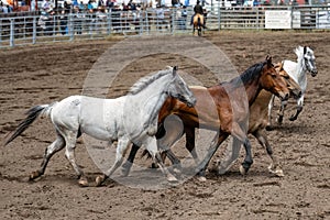 Rodeo horses running the arena