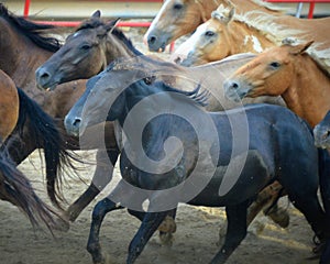 Rodeo Horses Running photo