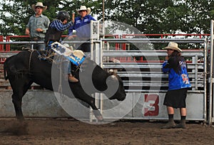 Rodeo rider on black bull