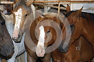 Rodeo Stock Horses