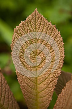 rodgersia brown leaf close up. garden plant fine thanked leaves and brown colors photo