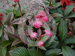 Rodgersia pinnata