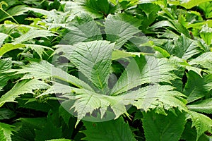 Rodgersia podophylla photo