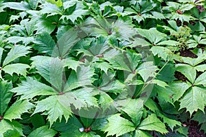 Rodgersia podophylla photo