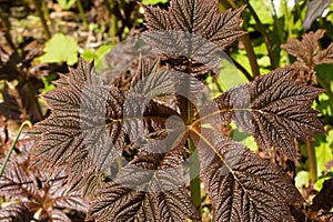 Rodgersia Podophylla Patterned in Rodgers Bronze Leaf.