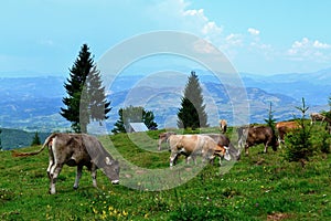 Rodna mountains in Romania - grazing cows photo