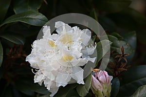 Rhododendron `Cunningham`s White` photo