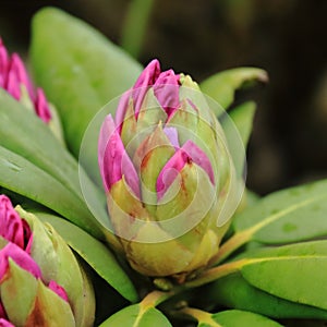 Rododendron flower bud