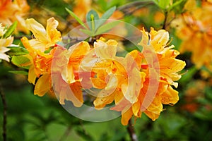 Rododendron flowers