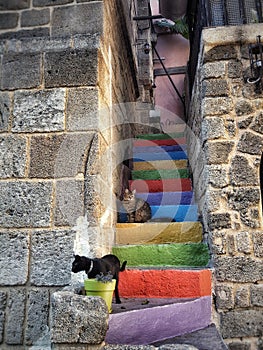 Rodos Greece multicolors cats day no people outdoors summer wall stones stairs photo