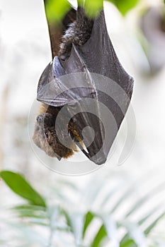 Rodrigues flying fox, fruit bat hanging upside down