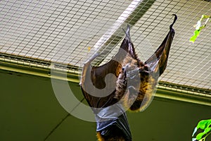 Rodrigues flying fox hanging on the ceiling in closeup, Tropical mega bat, Endangered animal specie from Africa