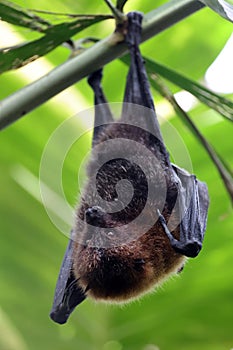 The Rodrigues flying fox or Rodrigues fruit bat