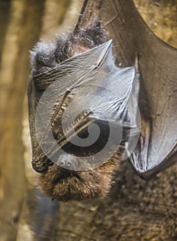 Rodrigues flying fox or Rodrigues fruit bat - Pteropus rodricensis