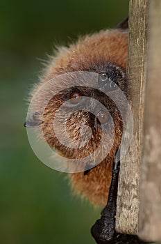 Rodrigues Fruit Bat Portrait