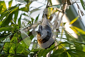 Rodrigues fruit bat (Pteropus rodricensis) hanging from a branch