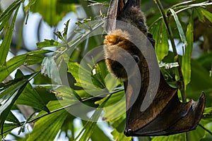 Rodrigues fruit bat (Pteropus rodricensis) hanging from a branch