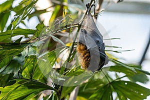 Rodrigues fruit bat (Pteropus rodricensis) hanging from a branch