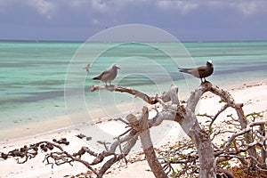 RODRIGUES ISLAND, MAURITIUS: Brown noddy Anous Stolidus at Cocos Island photo